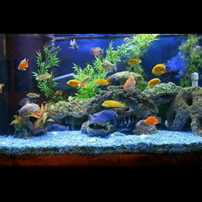 Aquarium