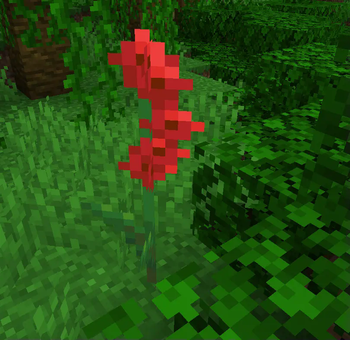Blooms
