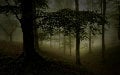 Boundless Forest