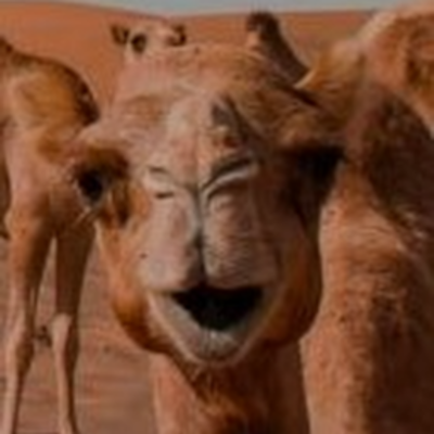 CamelMod