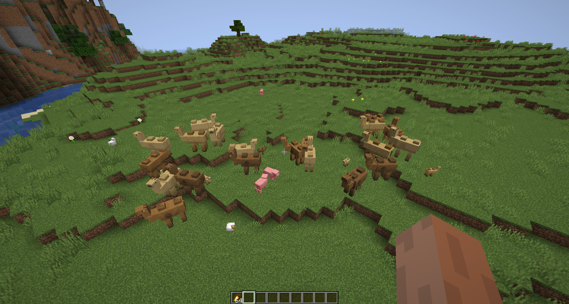 Camels