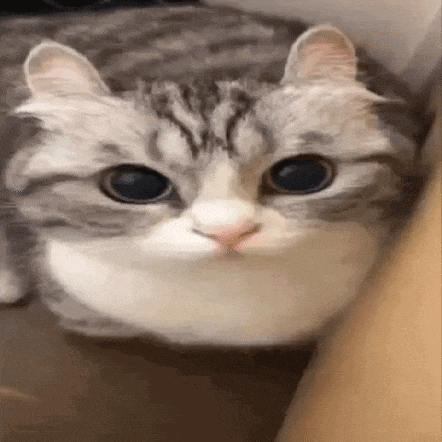 Catboom