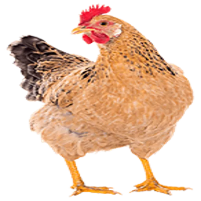 Chickens Reimagined