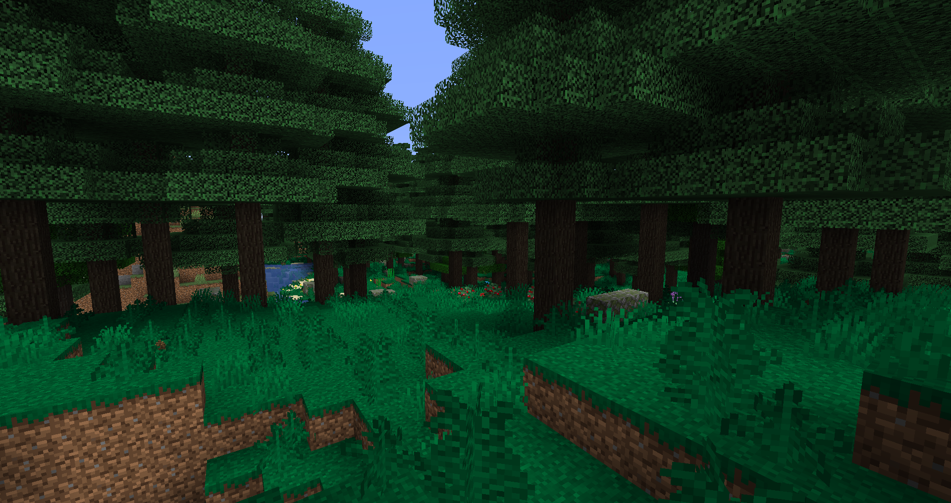Cozy Coniferous