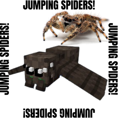Jumping Spiders!