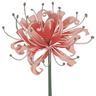 Lycoris