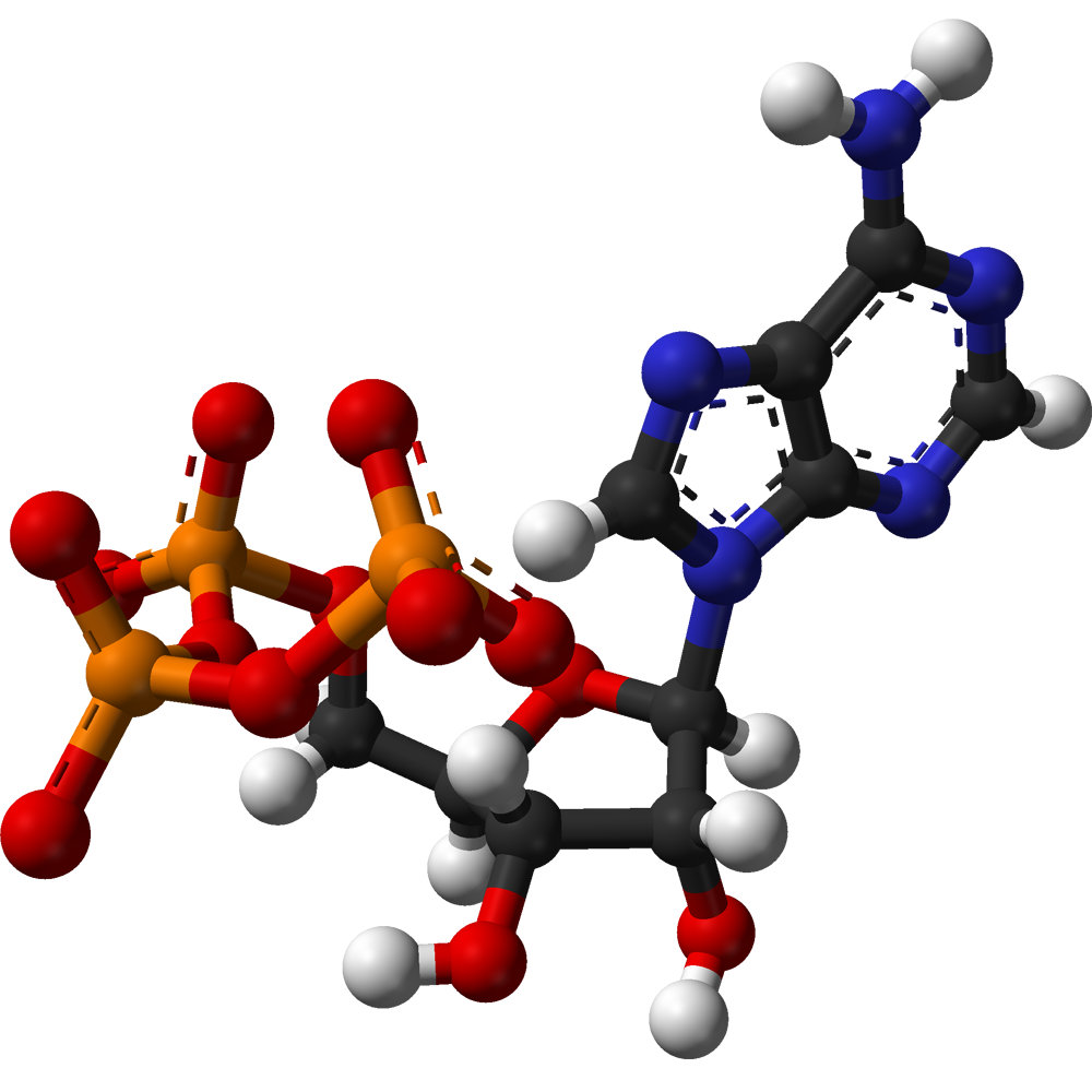 Metabolism