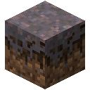 Mycelium