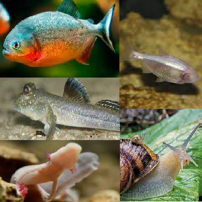 Piranhas and more
