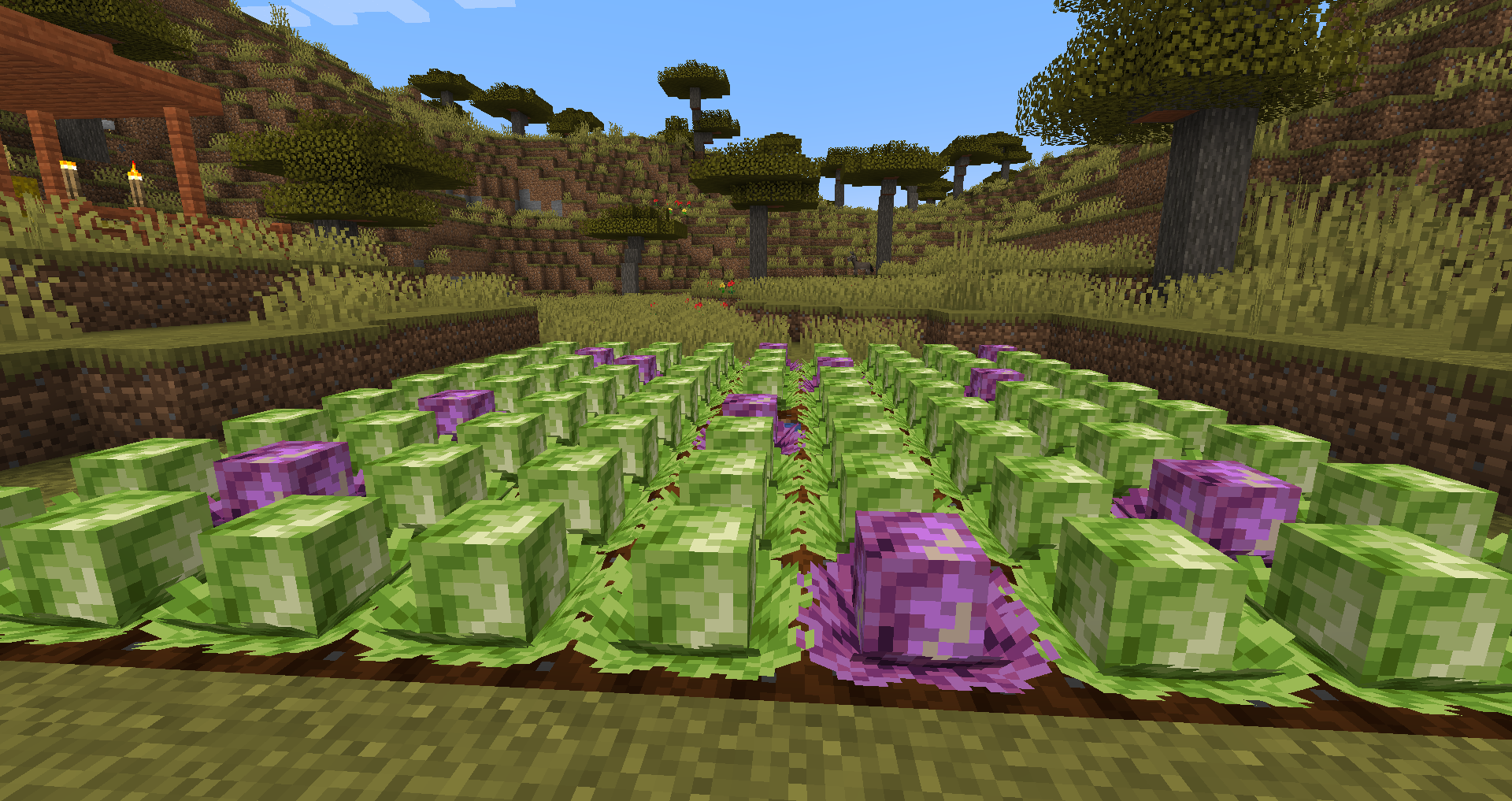 Ravage & Cabbage