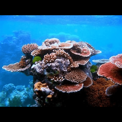 Revive Coral Recipes