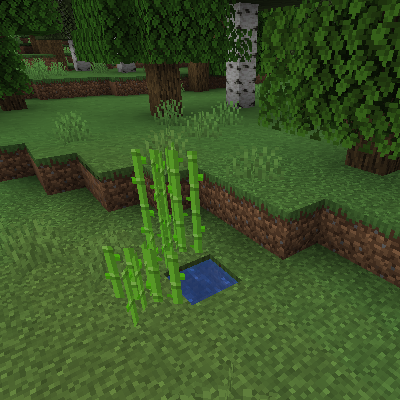Sugarcane Spawns