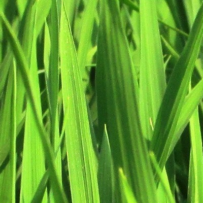 SuperPlantationCraft