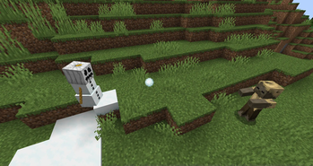 White Pumpkins