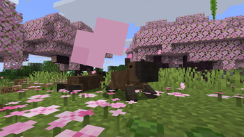 Wild Wonders