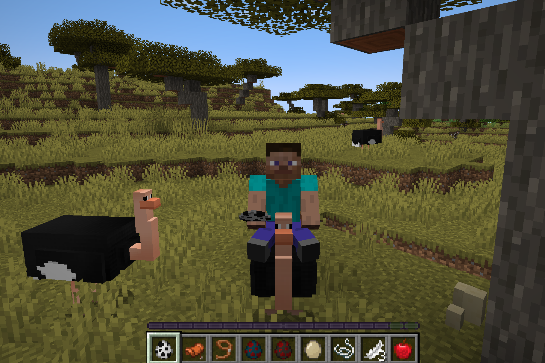 YDM's Ostrich