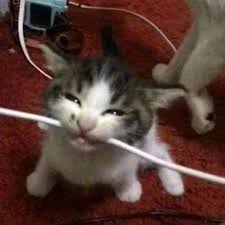Скачать Animated Cat Biting Wire Totem Reskin — Minecraft Ресурспаки ...
