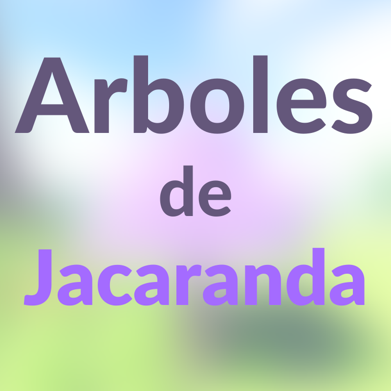 Arboles de Jacaranda