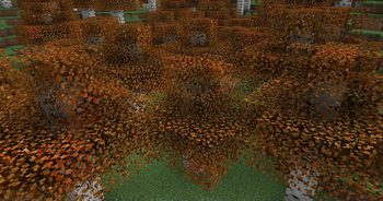 Autumn Birch
