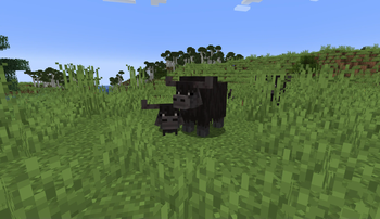 Berkian Cattle