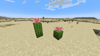 Better Cactus Flower