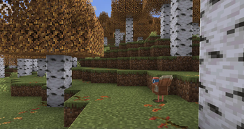 Chickens To Turkey