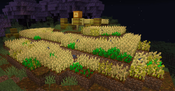 Classic Wheat