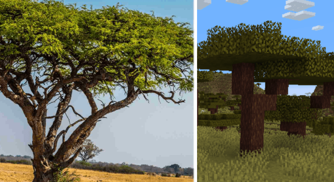 Crumbs' Better Acacia