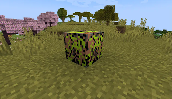 Different Acacia Blocks