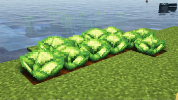 (Bee's) Fancy Crops