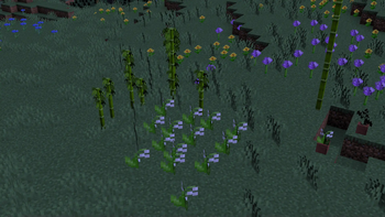 Flower fix
