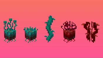 Fresh Flowers and Plants