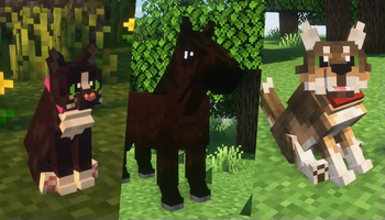 Gray's Animal Overhaul