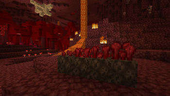 Intermediate Nether Wart
