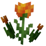 Marigold Tulips
