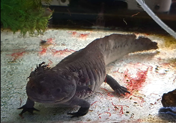 Melanoid Axolotls