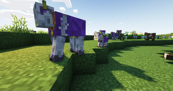 Milka Cow
