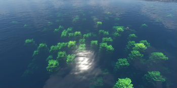 Montana's Bushier Kelp