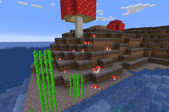 Montana's Variated Mushrooms