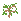 Oak Sapling