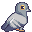 pigeon