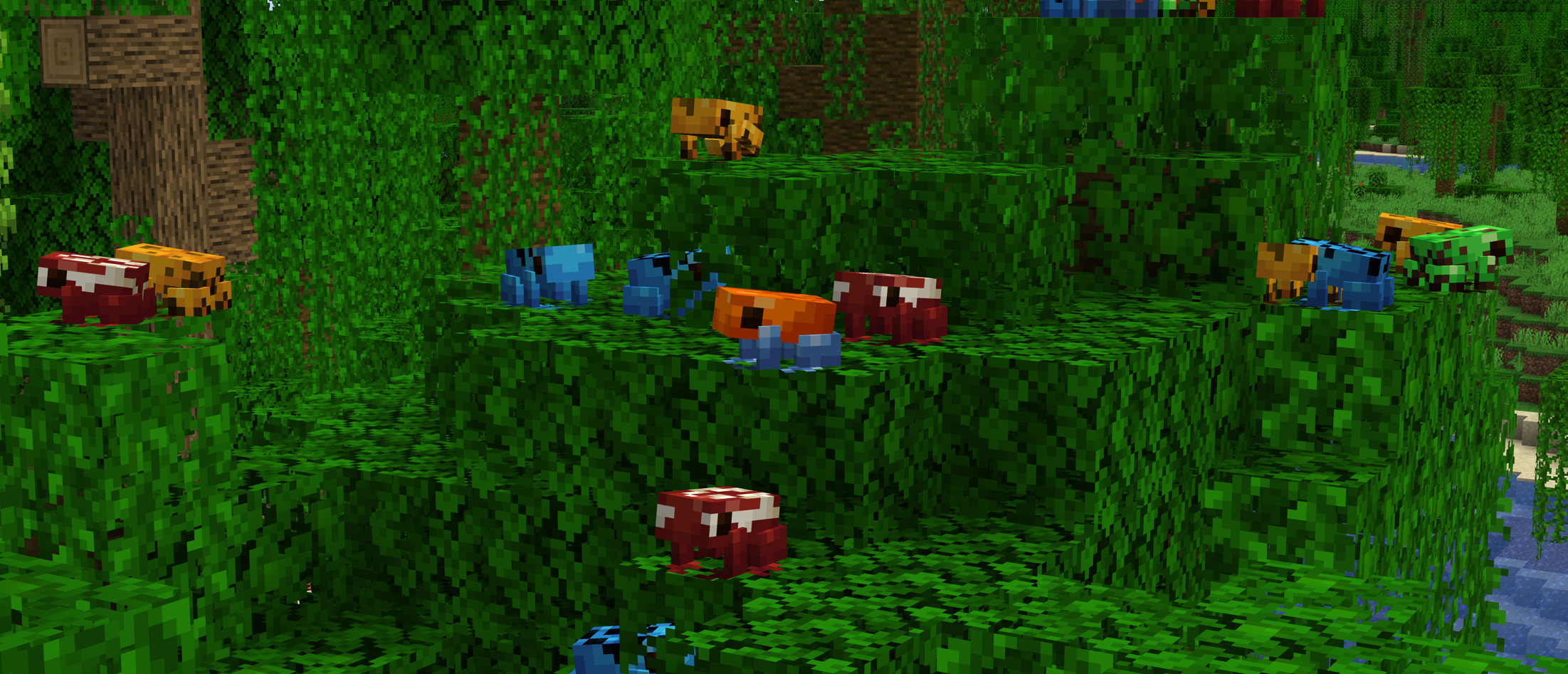 Poison Dart Frogs