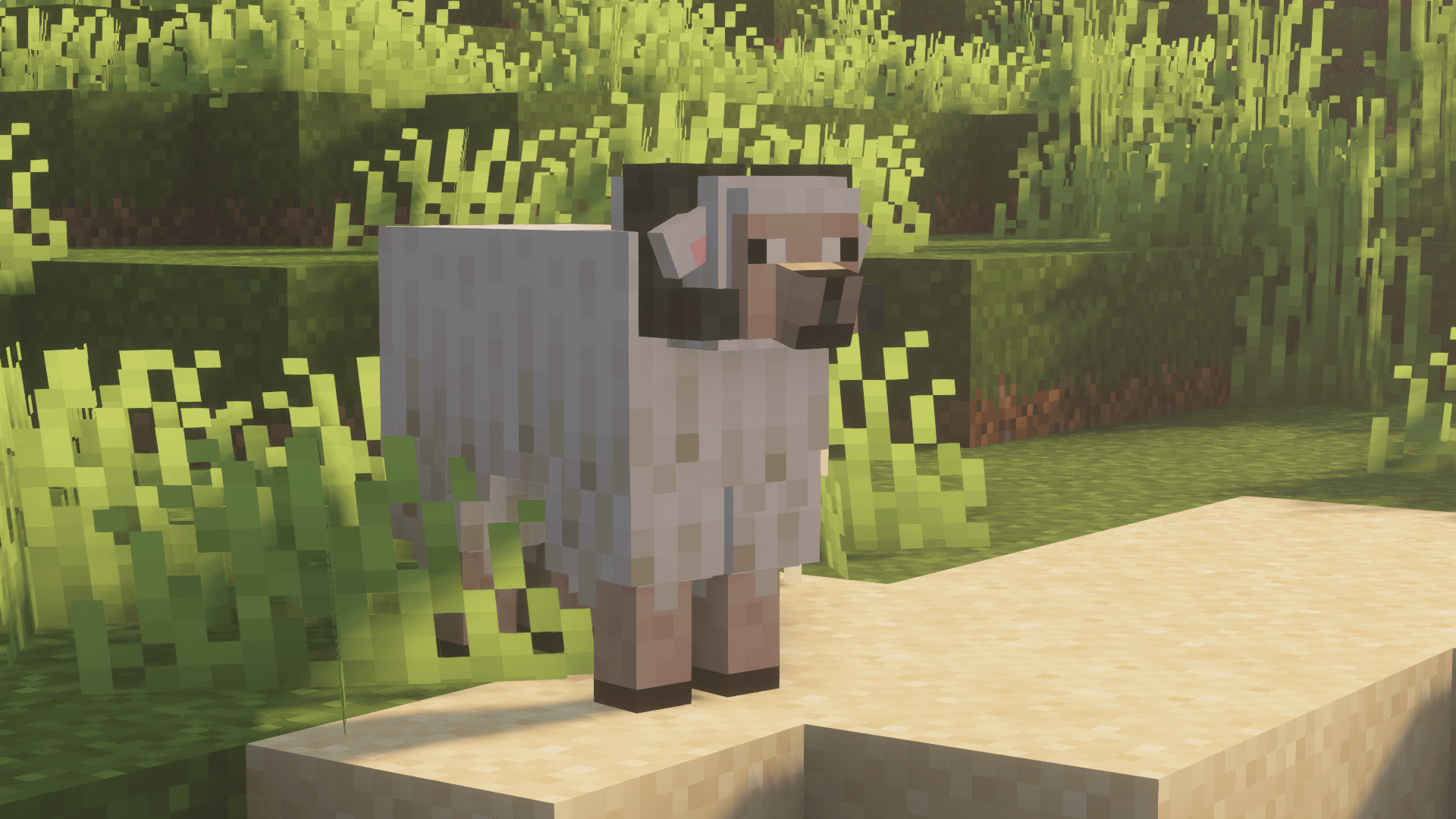 Remodeled Sheep
