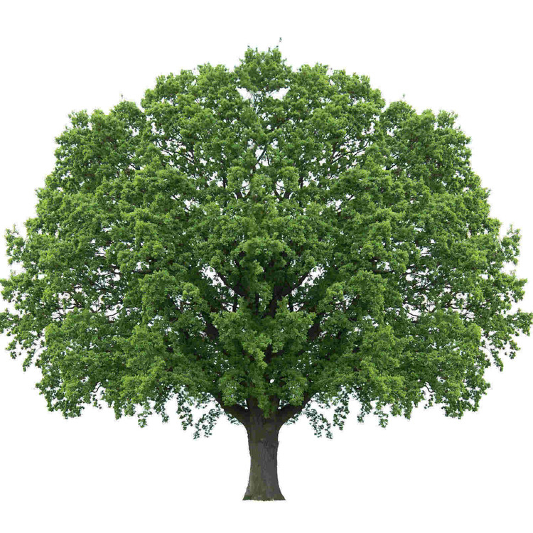 Sky Forest-Language Support Package