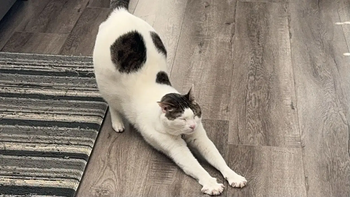 Whiskers